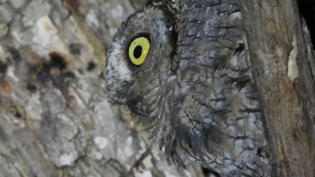 Сплюшка євразійська - ML647620604