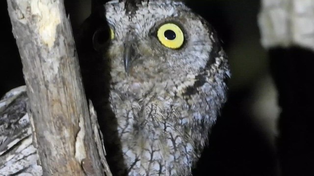 ヨーロッパコノハズク - ML647620622