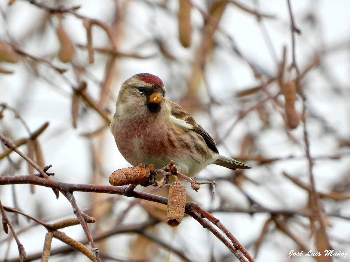 Pardillo Sizerín (alpino) - ML647620666