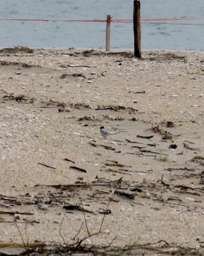 Australian Fairy Tern - ML647620668