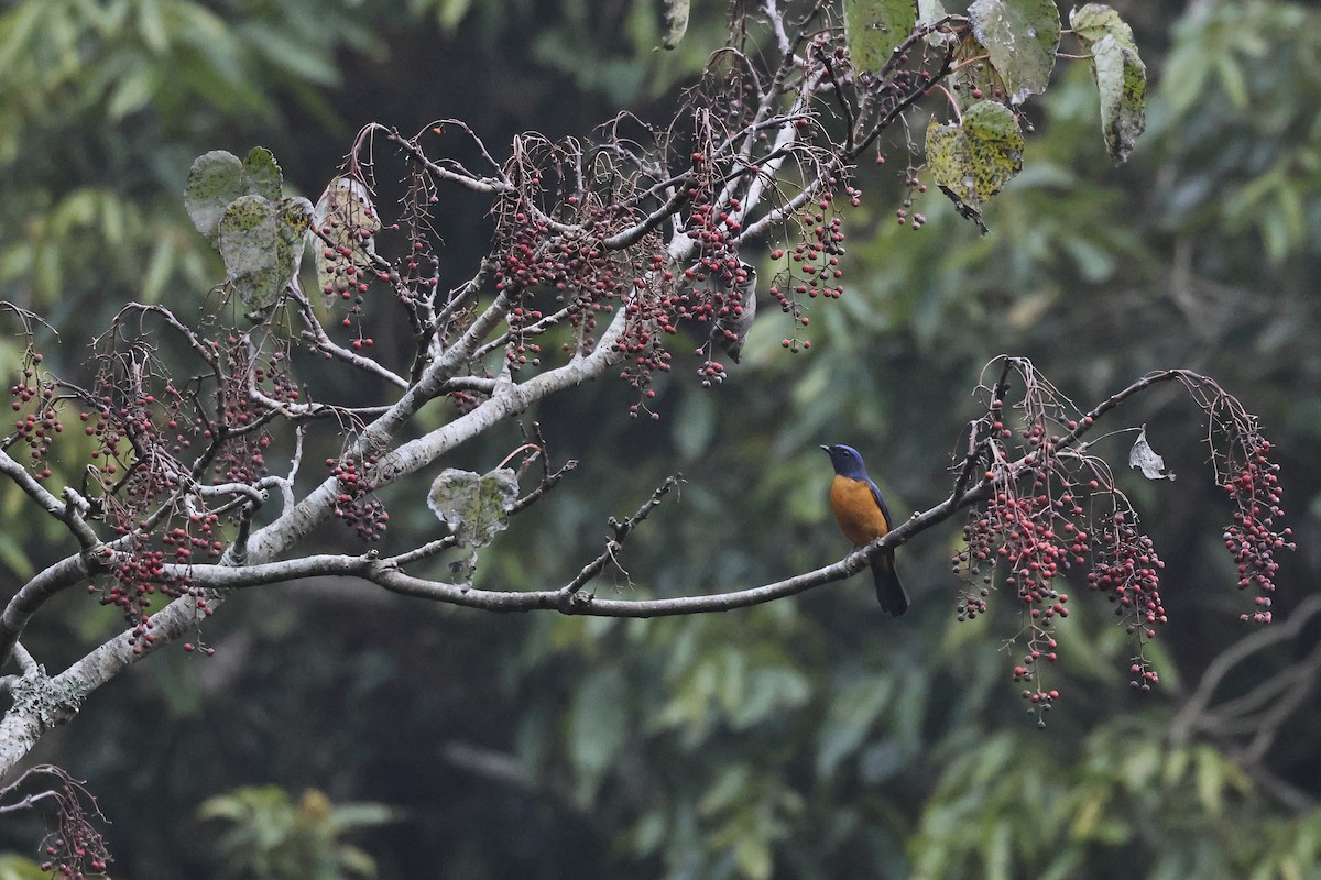 チャバラオオルリ - ML647620686