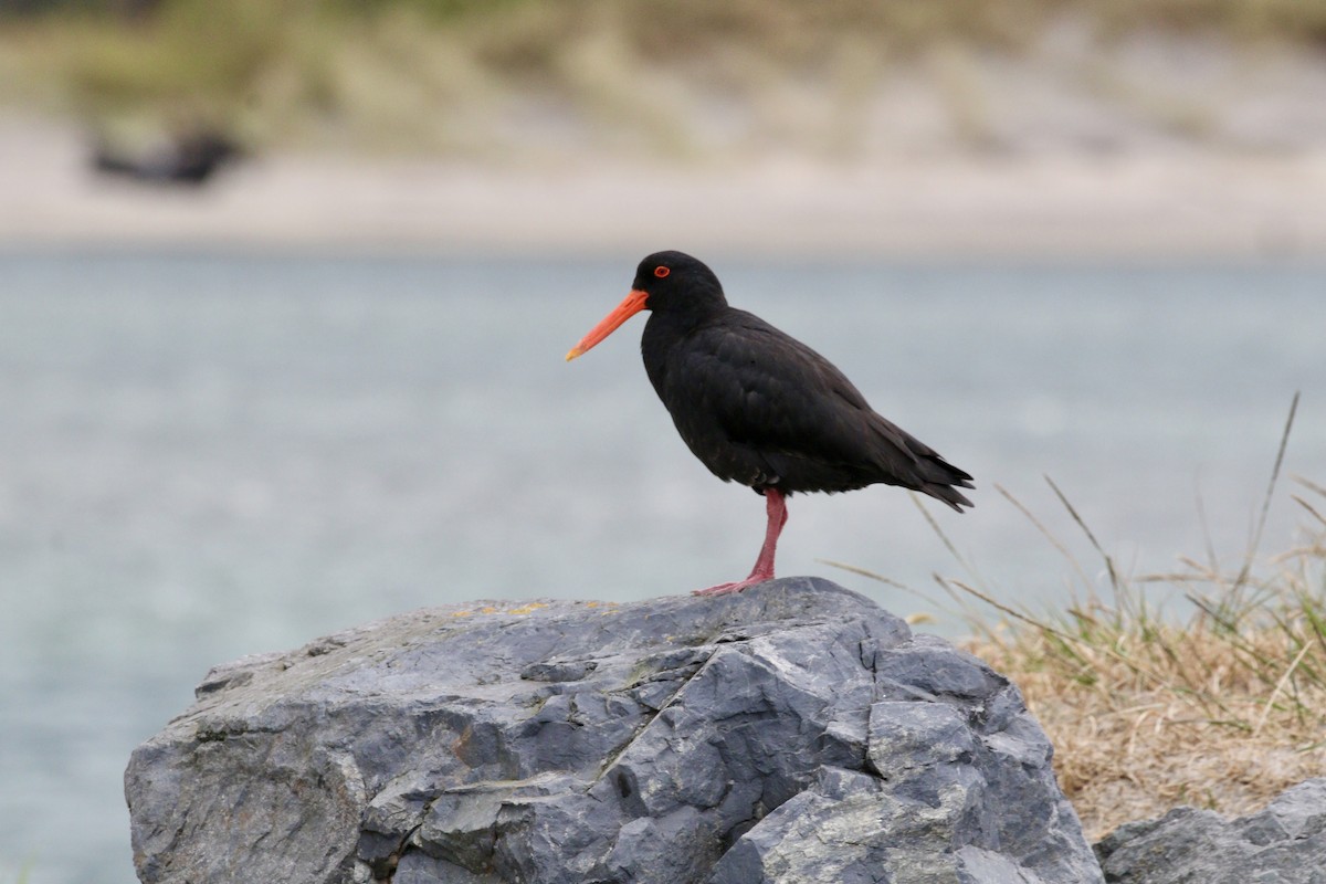 ニュージーランドミヤコドリ - ML647620688