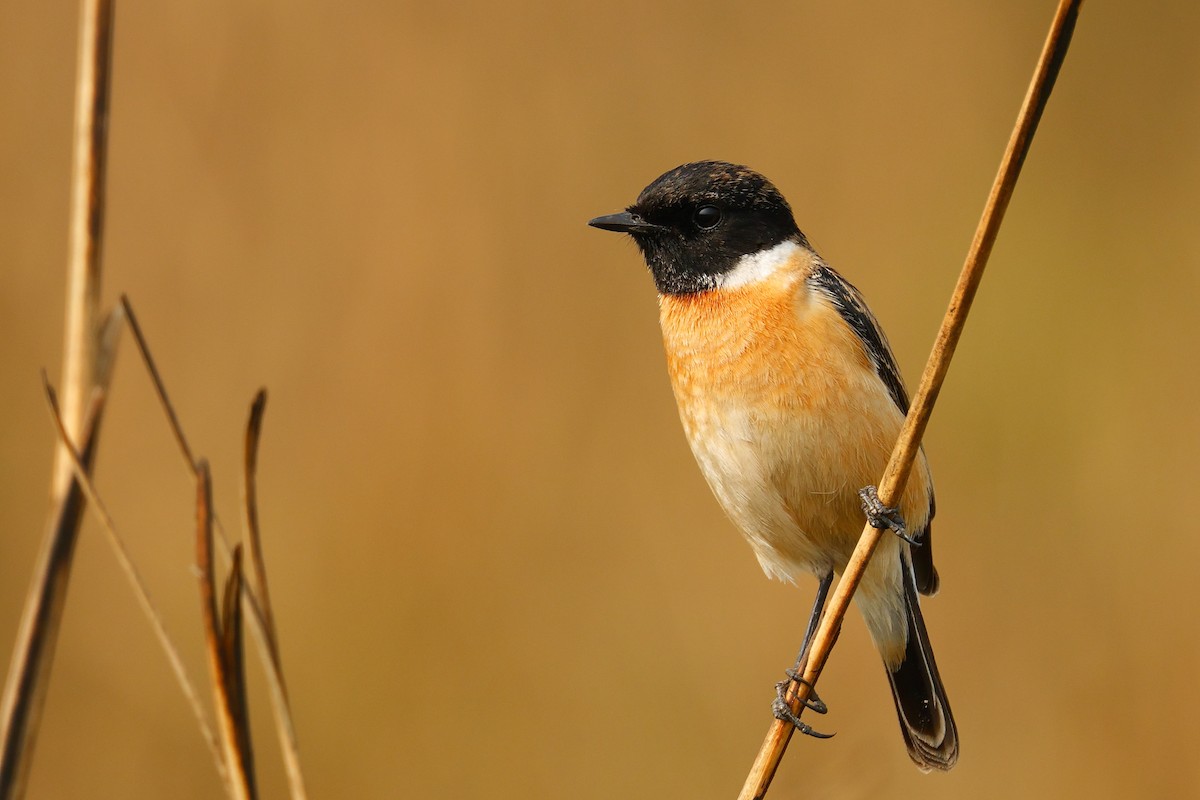 シベリアノビタキ - ML647620689