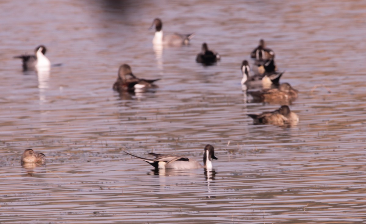 オナガガモ - ML647620690