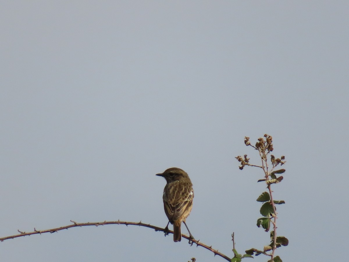 ヨーロッパノビタキ - ML647620693