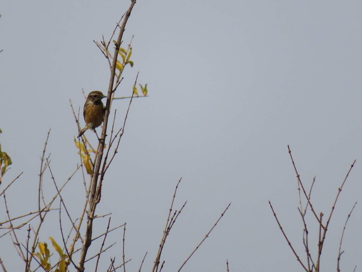 ヨーロッパノビタキ - ML647620694