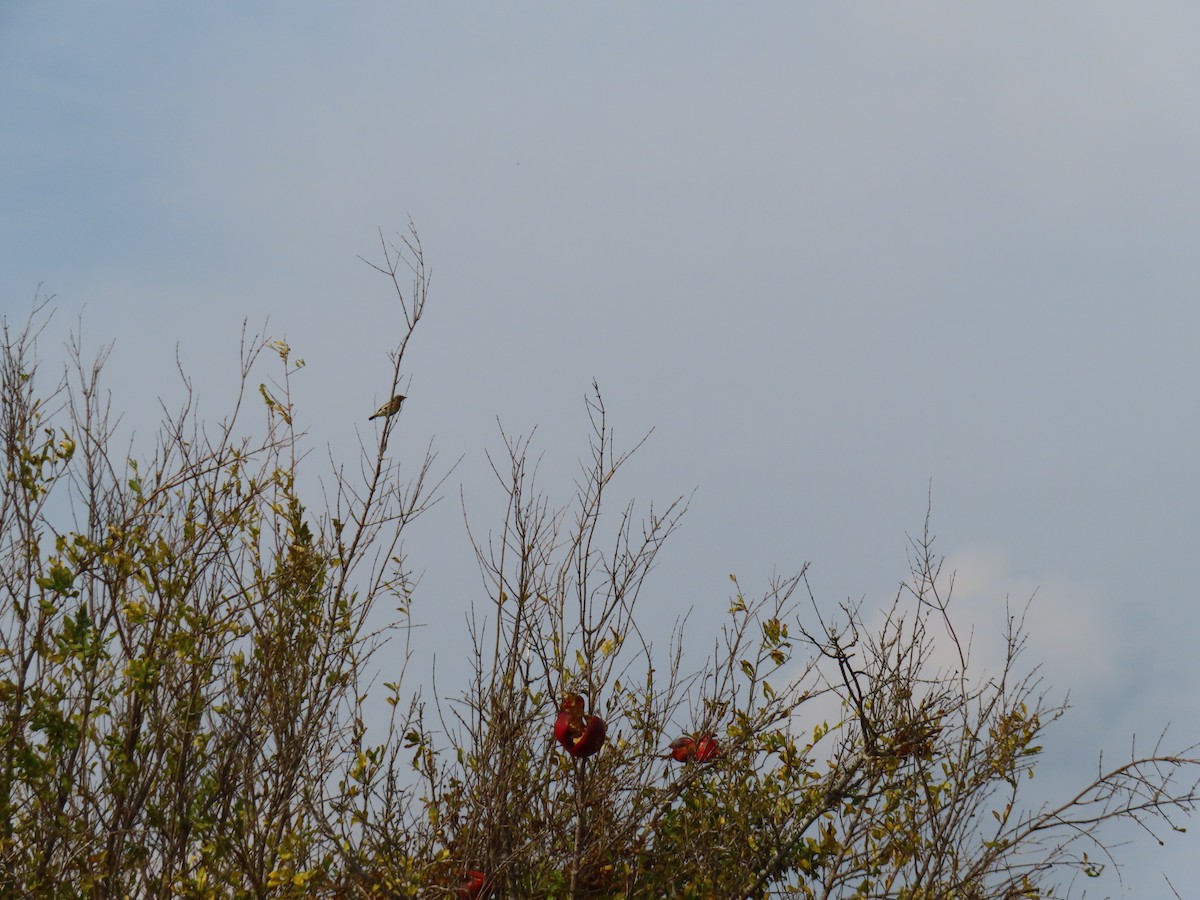 ヨーロッパノビタキ - ML647620697