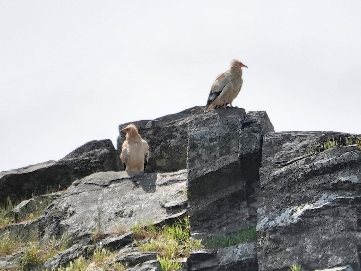 エジプトハゲワシ - ML647620698