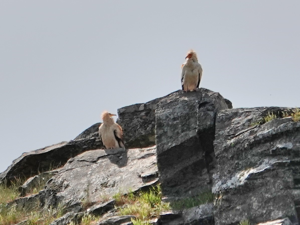 エジプトハゲワシ - ML647620699