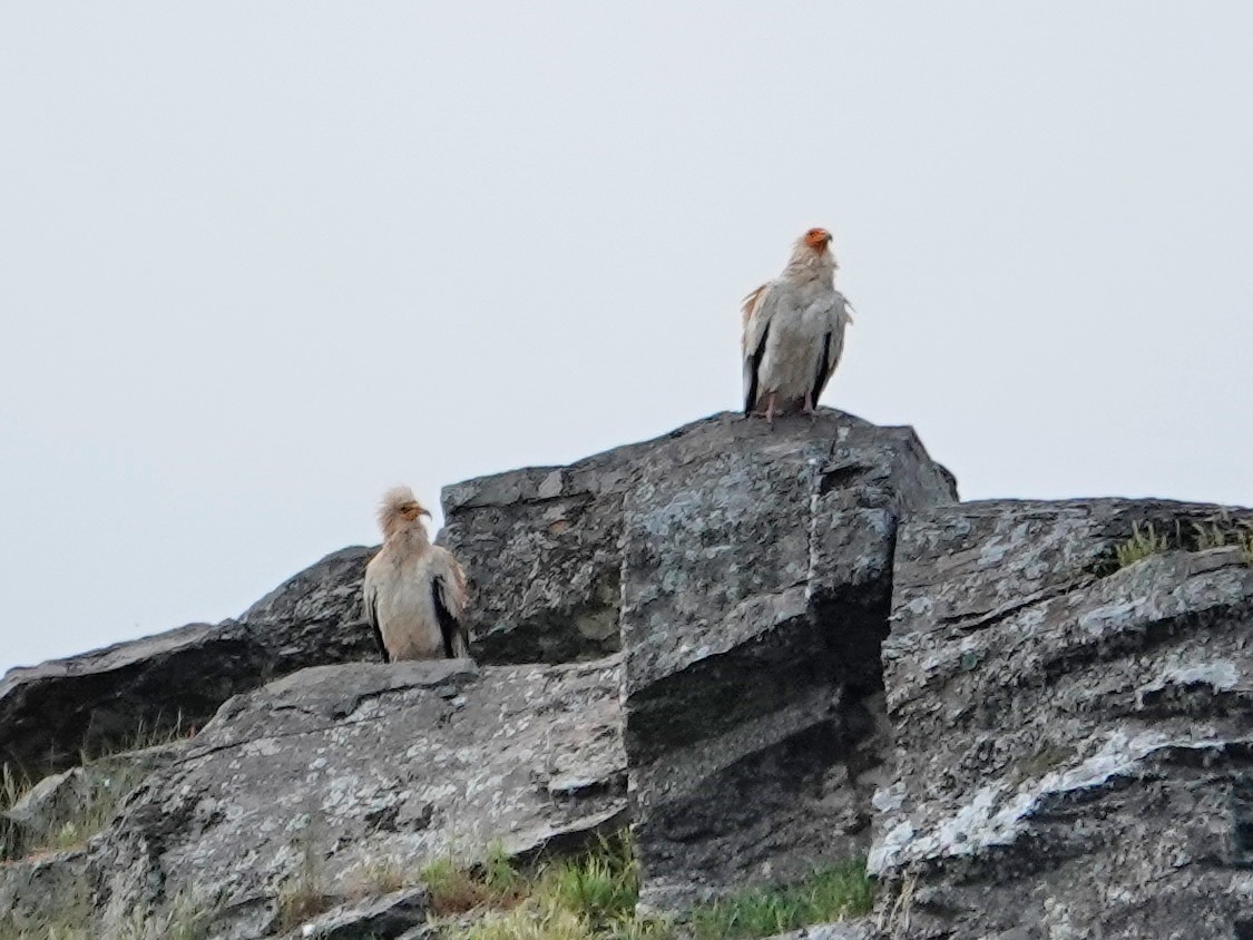 エジプトハゲワシ - ML647620700