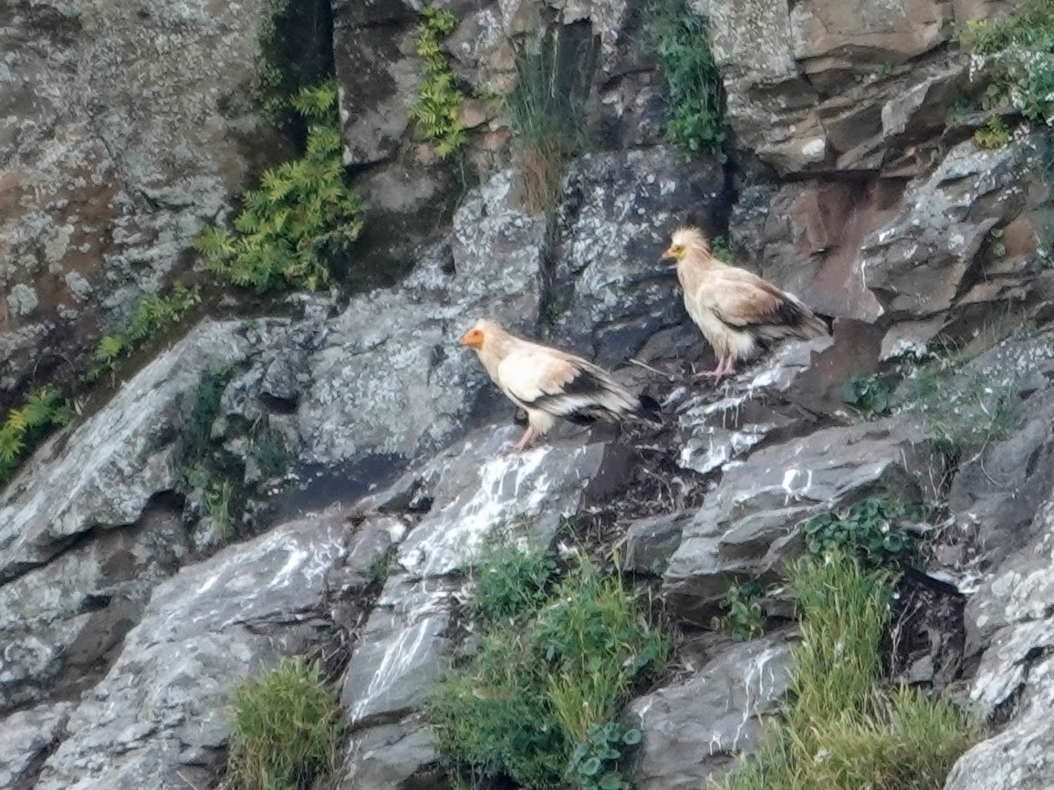 エジプトハゲワシ - ML647620701