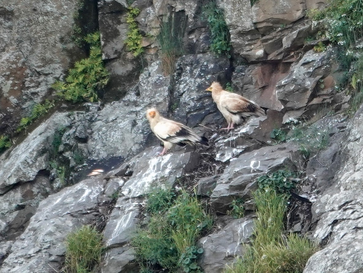 エジプトハゲワシ - ML647620702