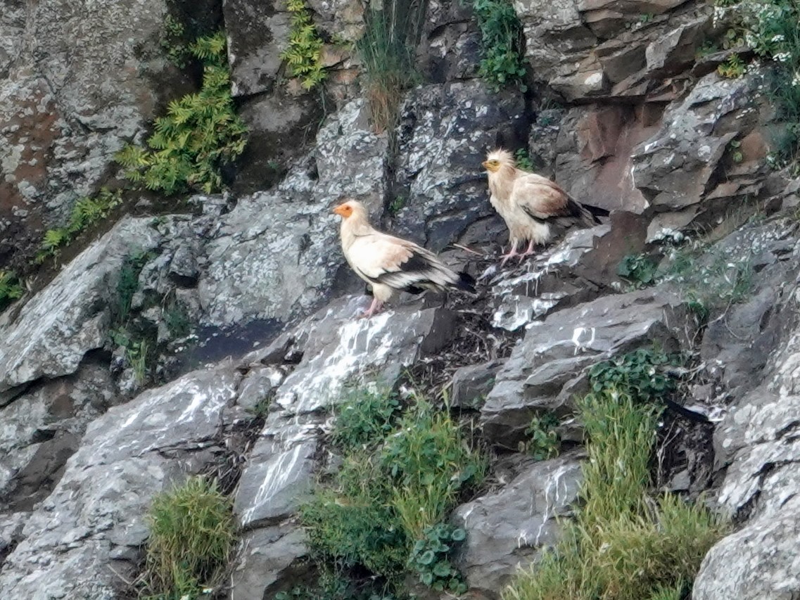 エジプトハゲワシ - ML647620703