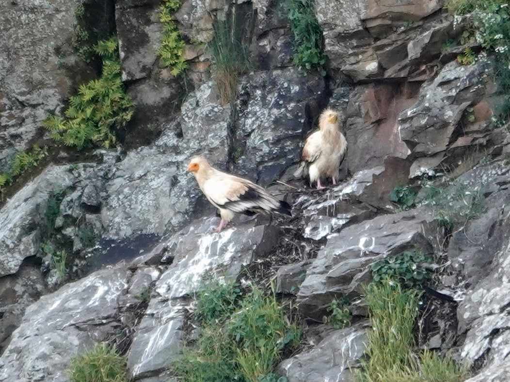 エジプトハゲワシ - ML647620704