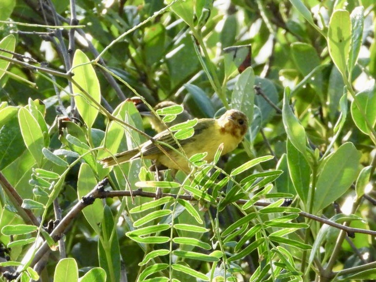 Mangrove Yellow Warbler - ML647620705