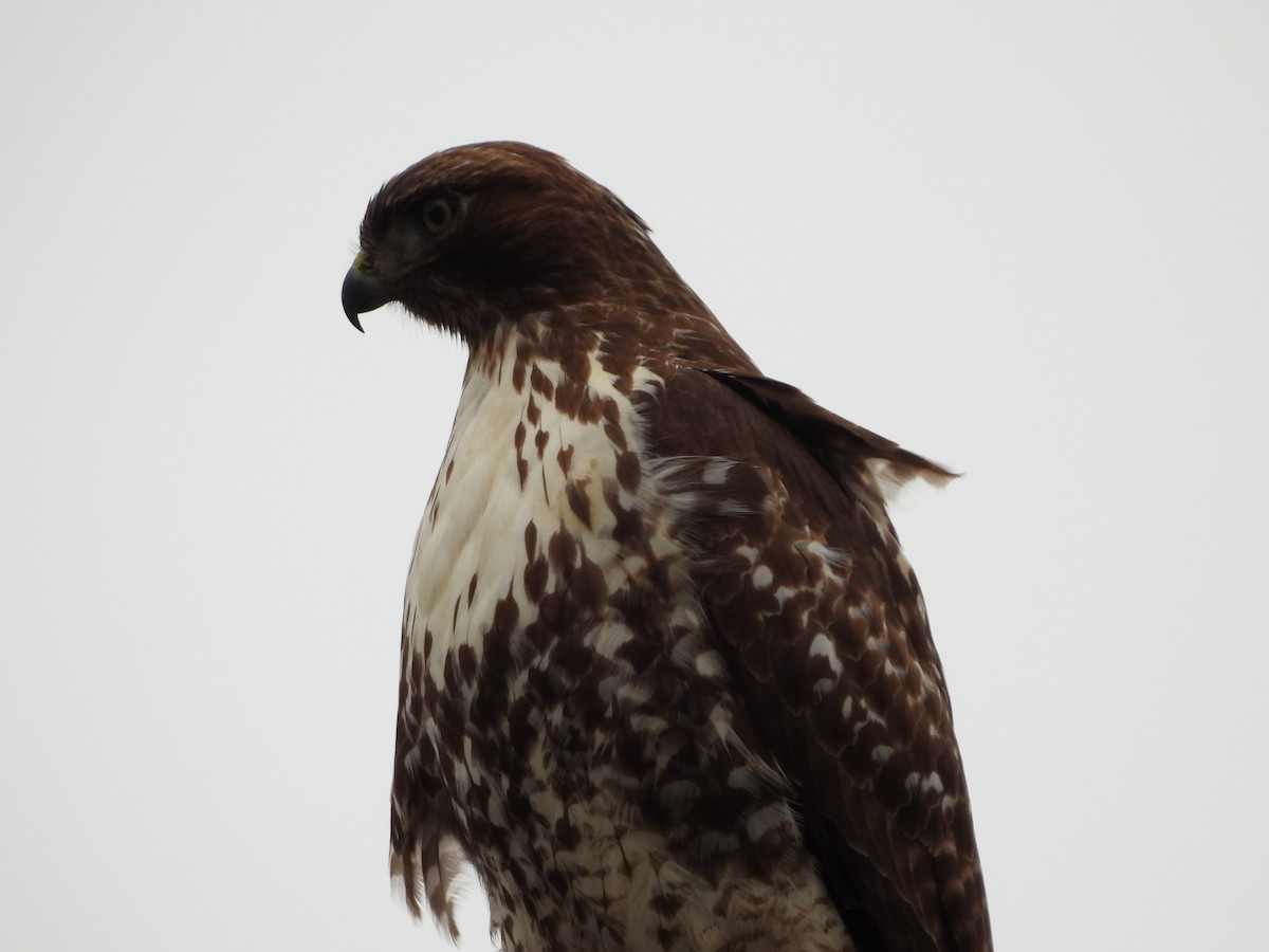 アカオノスリ - ML647620707