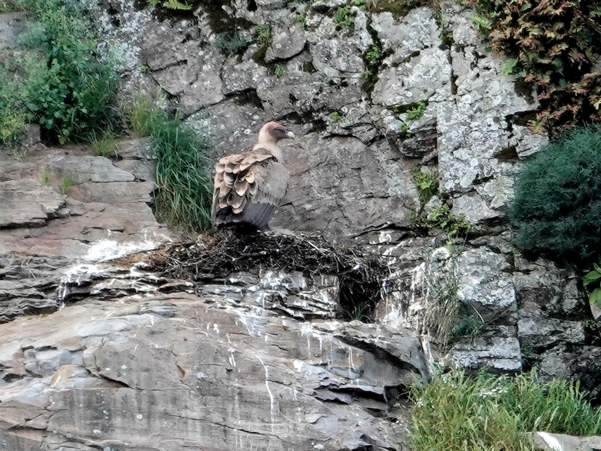 シロエリハゲワシ - ML647620711