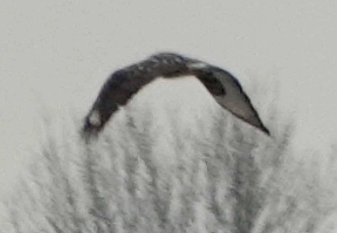 ケアシノスリ - ML647620713