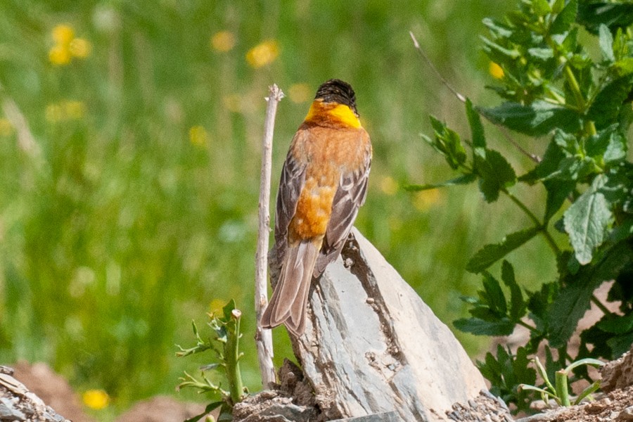 ズグロチャキンチョウ - ML647620714
