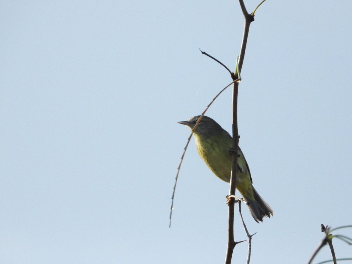 サメズアカアメリカムシクイ - ML647620719