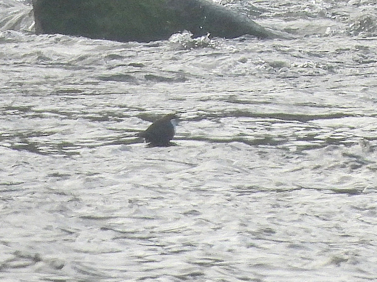 Пронурок біловолий - ML647620721