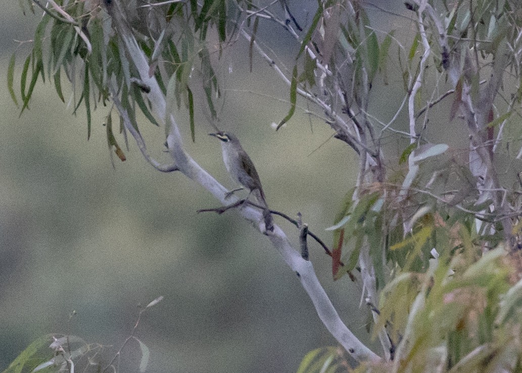 Sarı Yanaklı Balkuşu - ML647620723