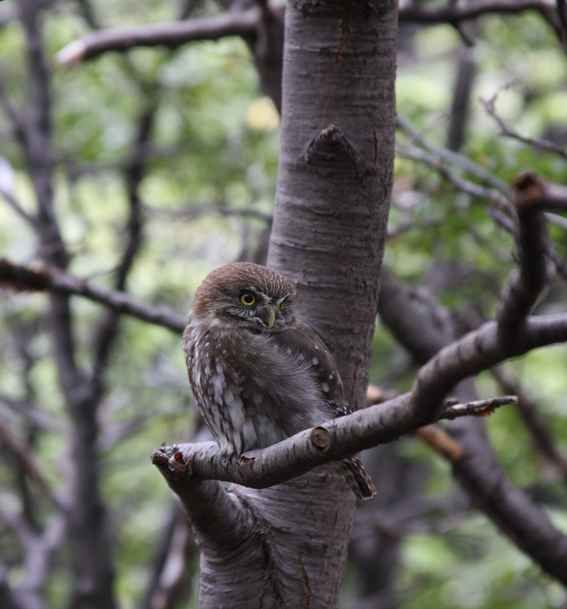 Austral Pygmy-Owl - ML647620724