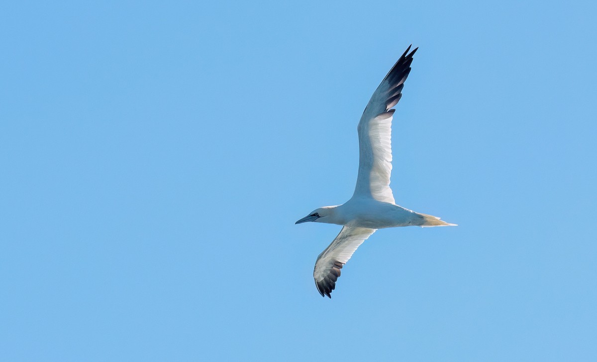 סולה מצויה - ML647620747