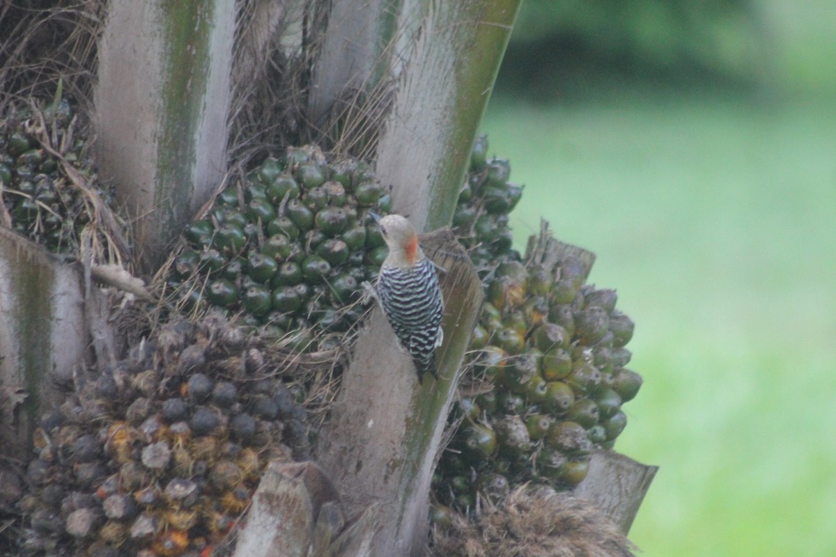 Red-crowned Woodpecker - ML647620753