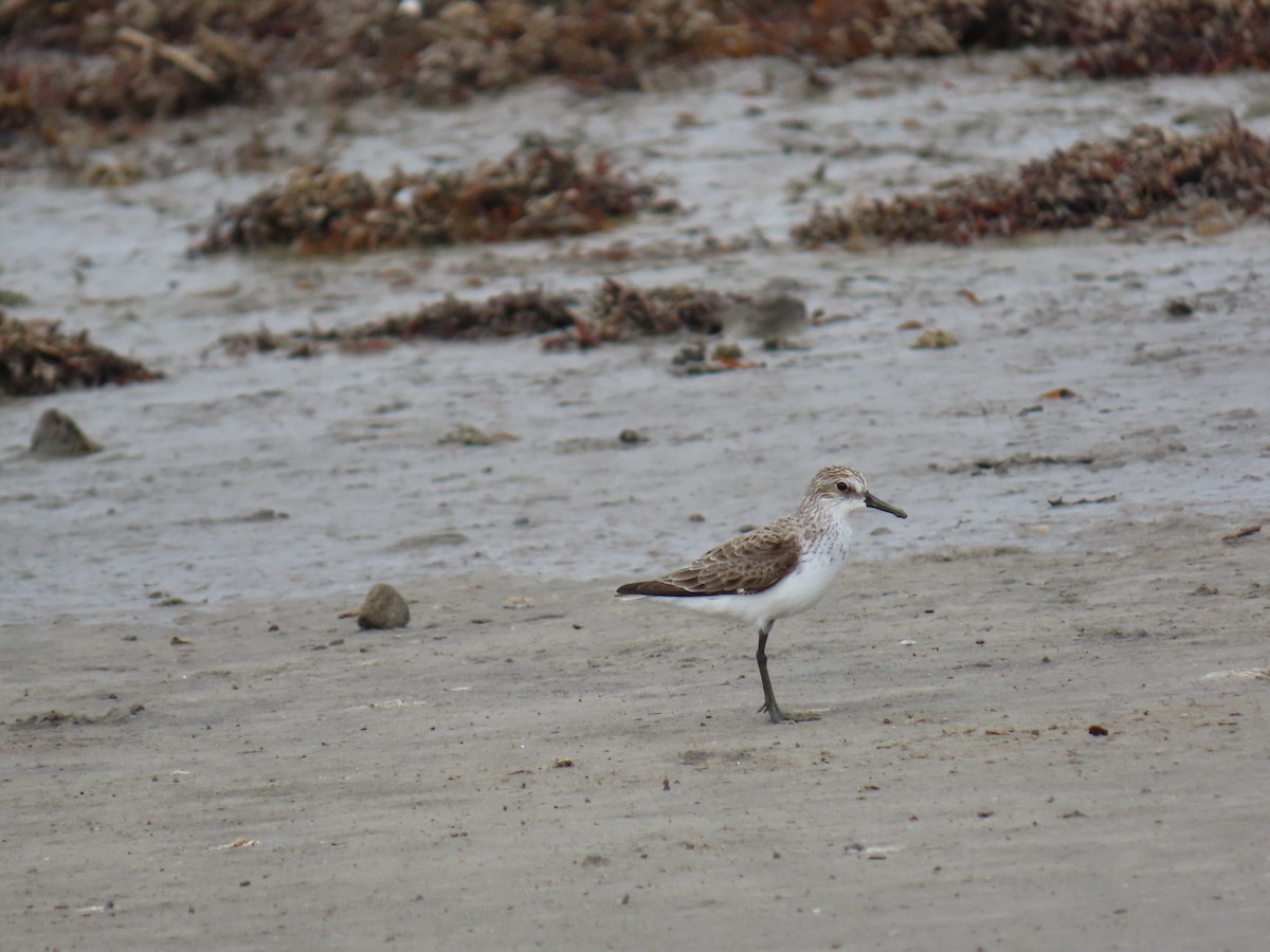 Semipalmated Sandpiper - ML647620788