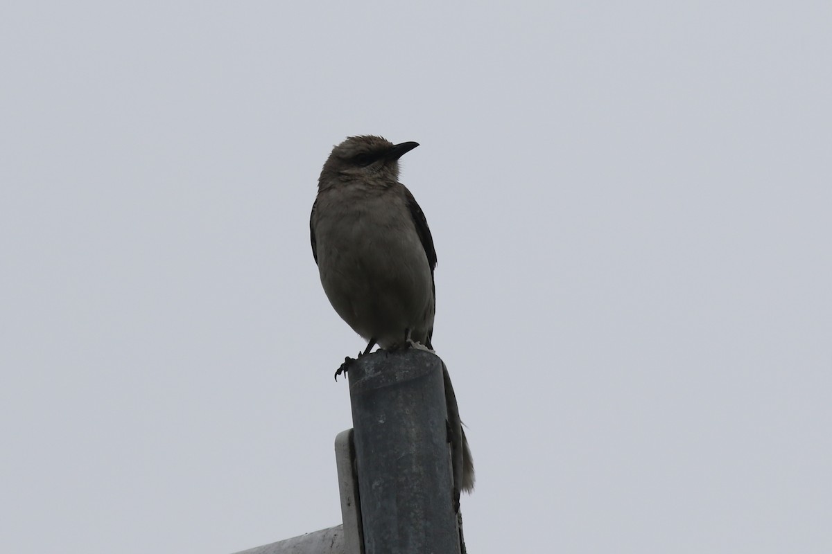 Tropikal Taklitçi - ML647620810