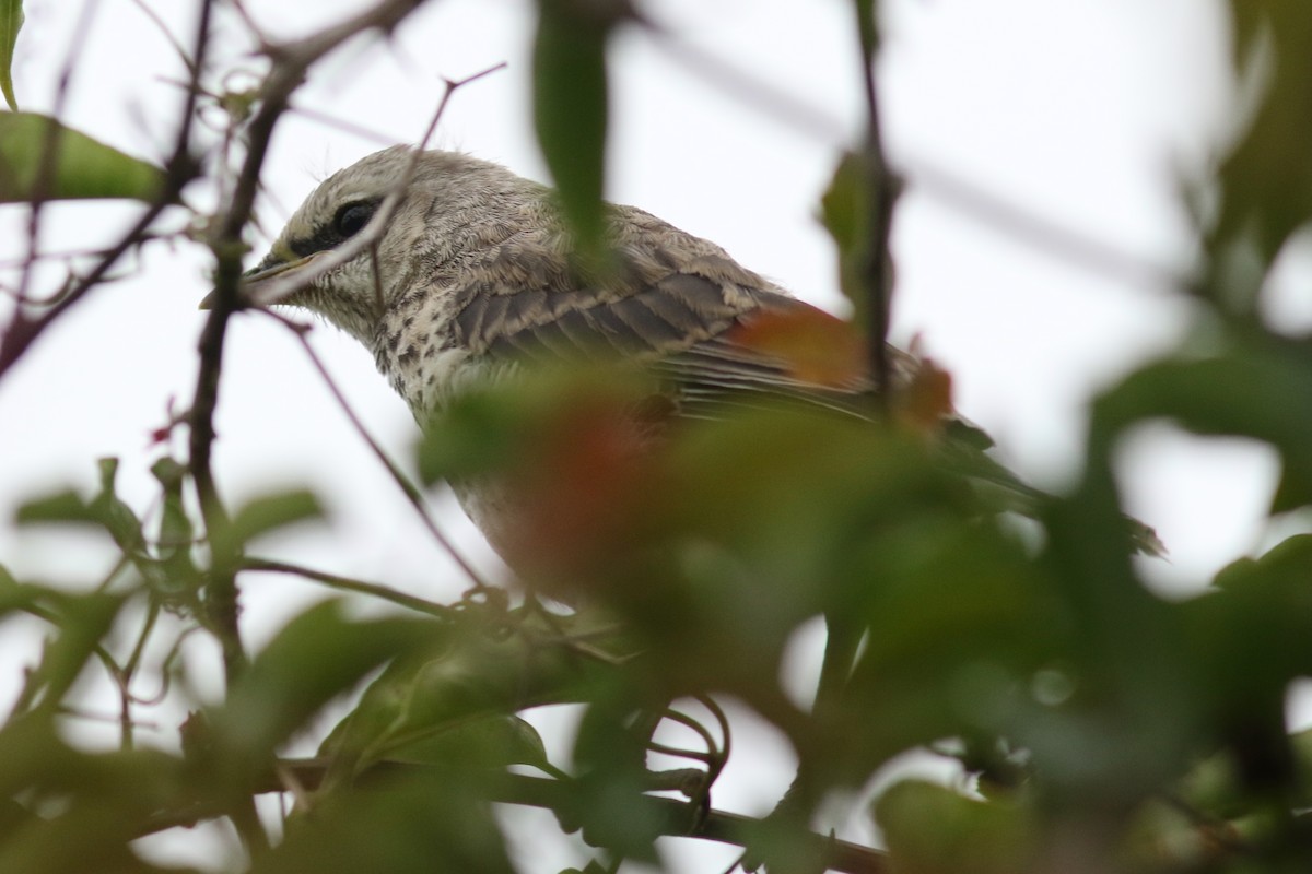 Tropikal Taklitçi - ML647620811