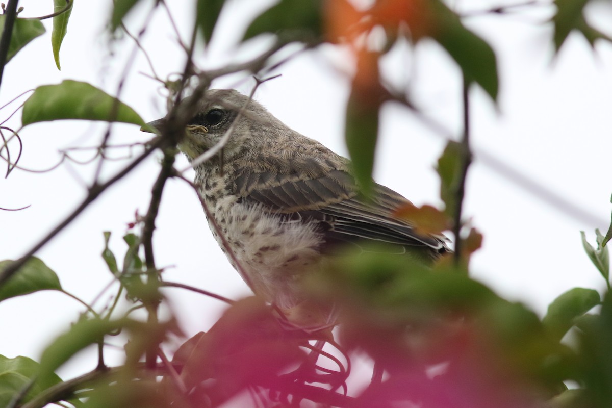 Tropikal Taklitçi - ML647620812