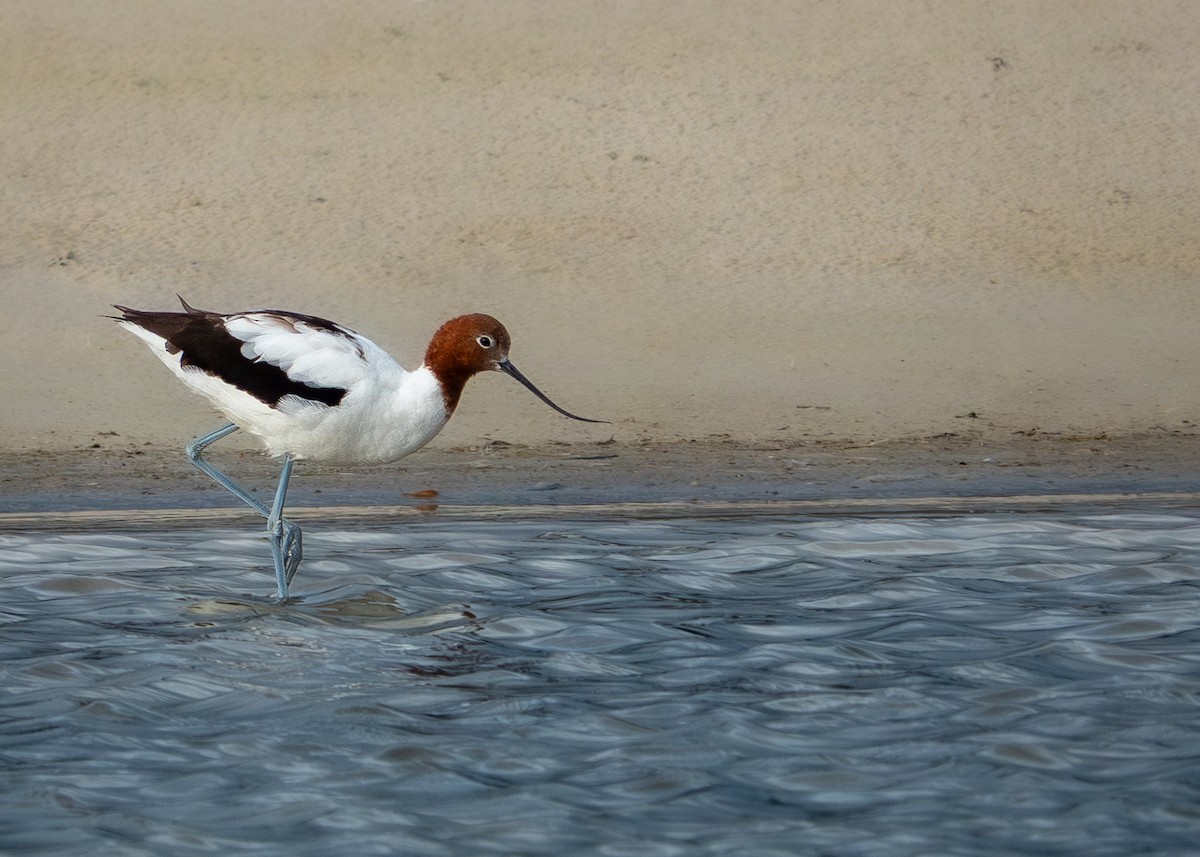 brunhodeavosett - ML647620817