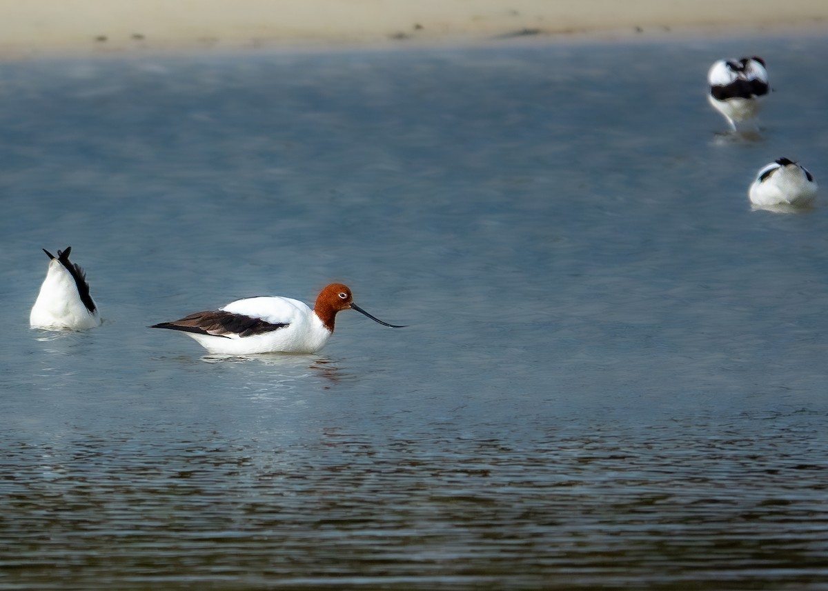 brunhodeavosett - ML647620827