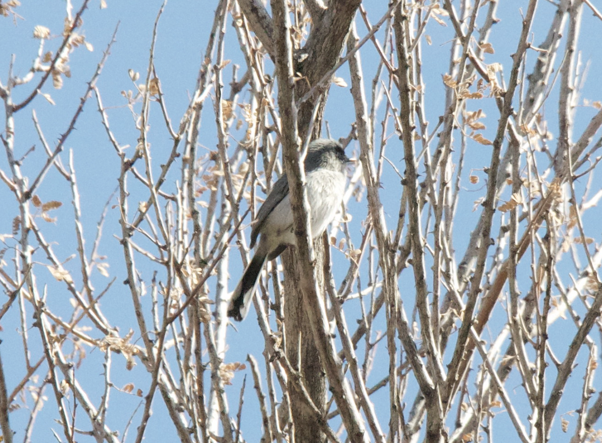 Black-tailed Gnatcatcher - ML647620854