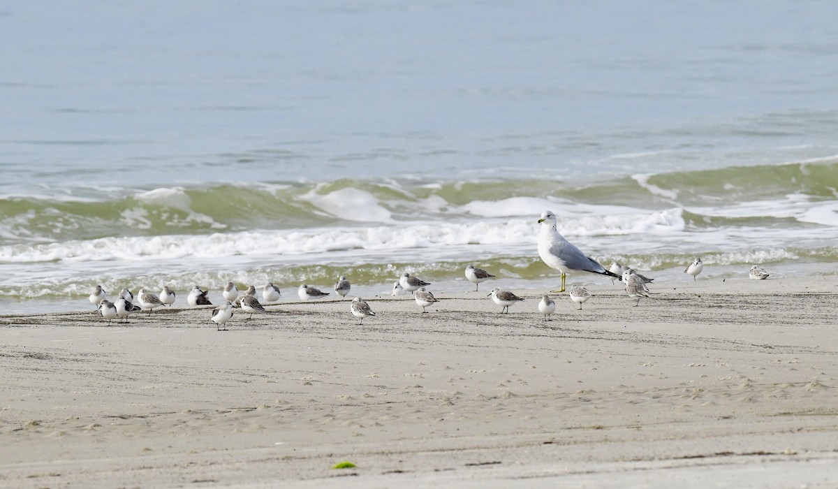 Sanderling - ML647620872