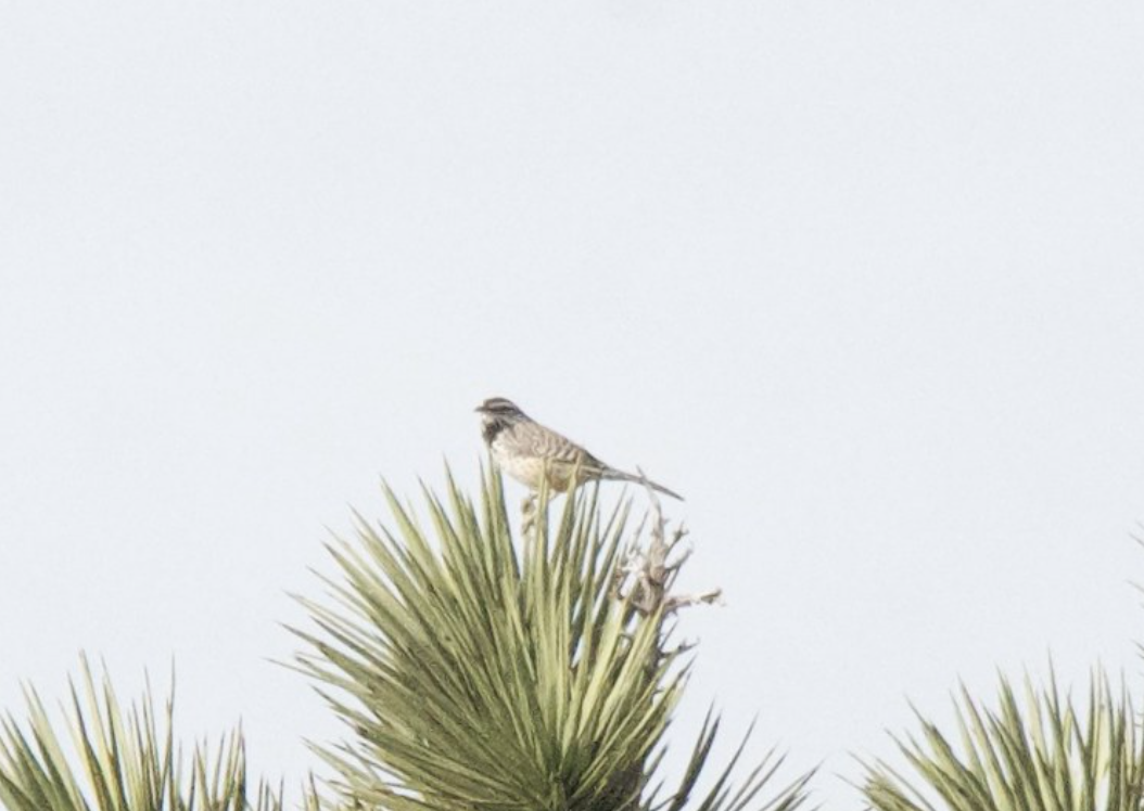 Cactus Wren - ML647620875
