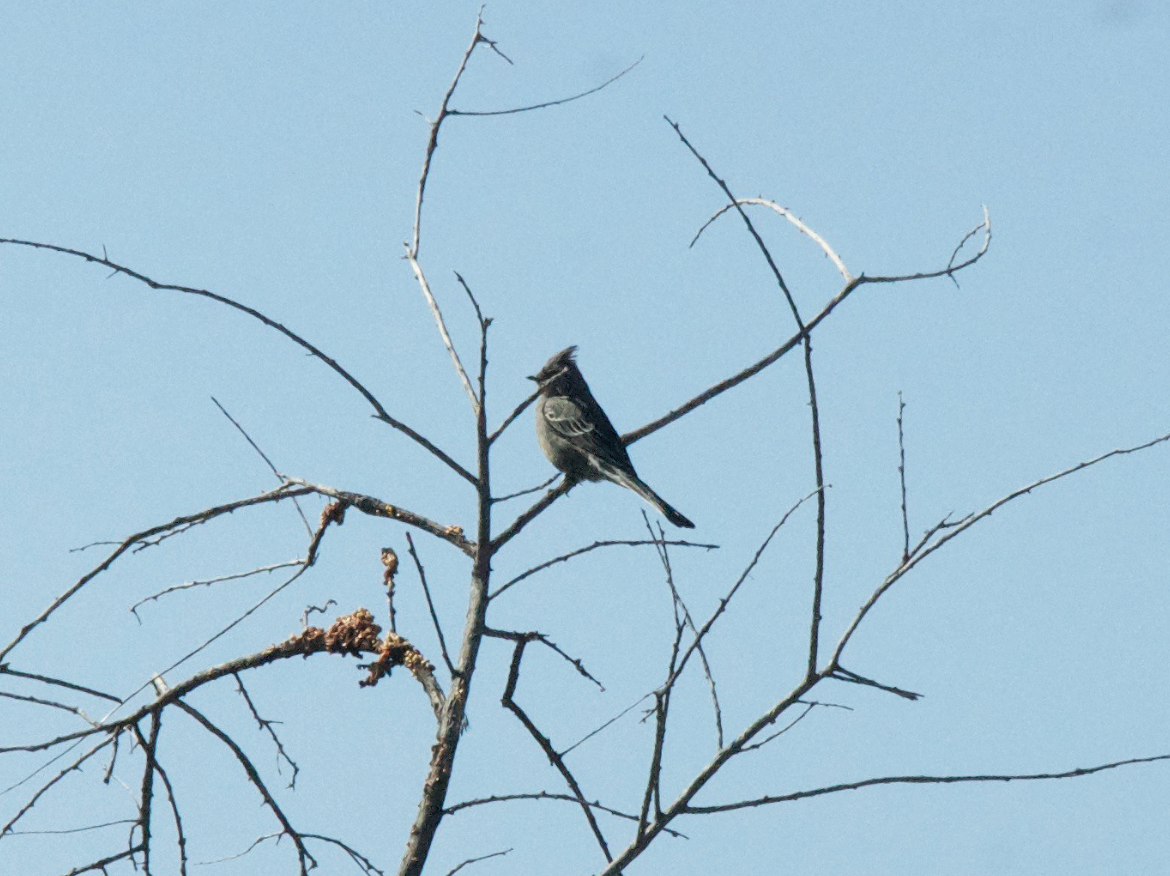 Phainopepla - ML647620897