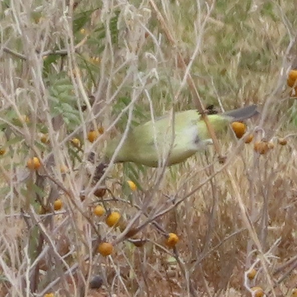 Lesser Goldfinch - ML647620901