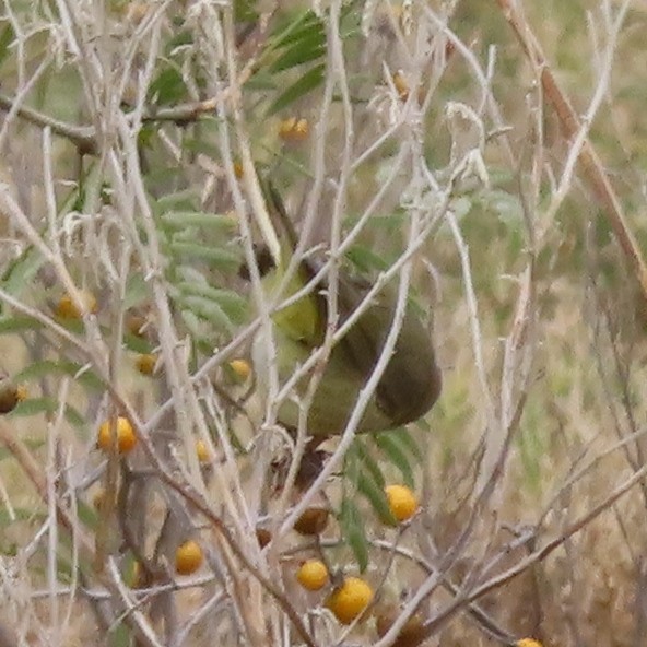 Lesser Goldfinch - ML647620902