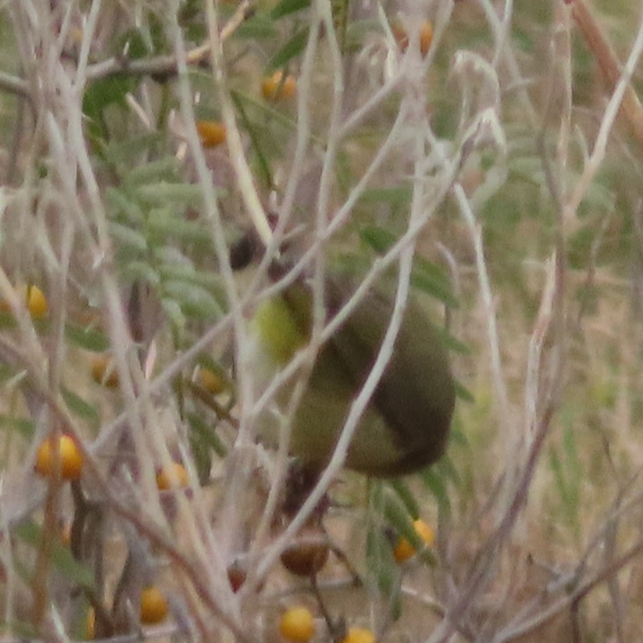 Lesser Goldfinch - ML647620903