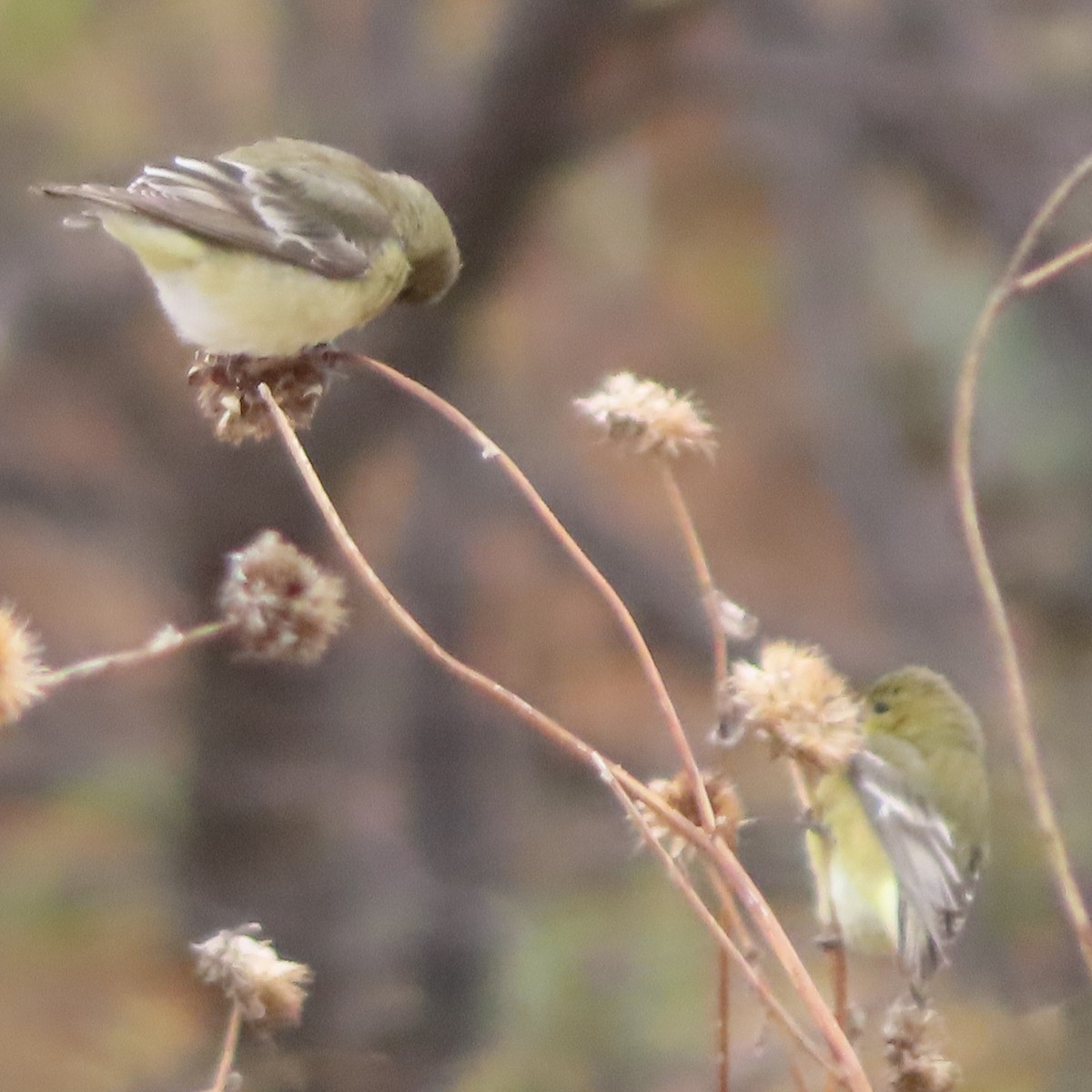 Lesser Goldfinch - ML647620904