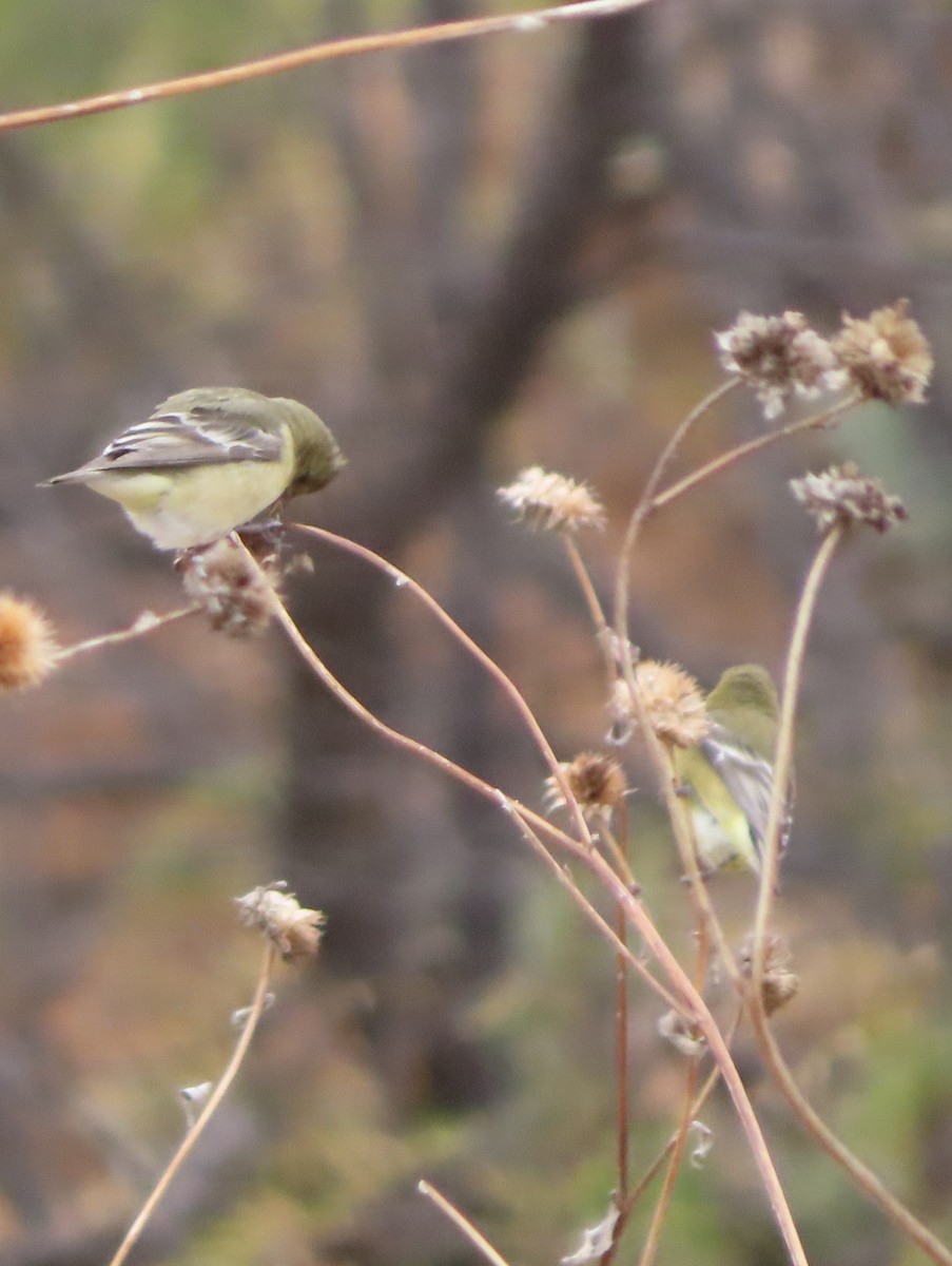 Lesser Goldfinch - ML647620905