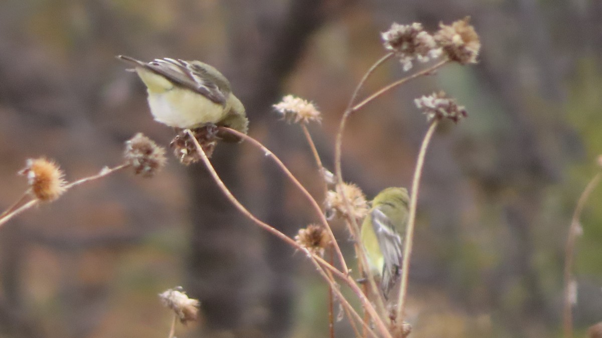 Lesser Goldfinch - ML647620906