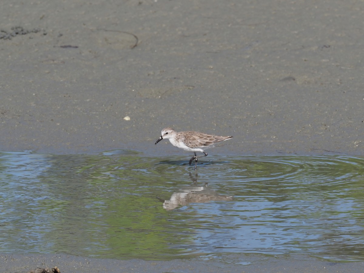 Semipalmated Sandpiper - ML647620910