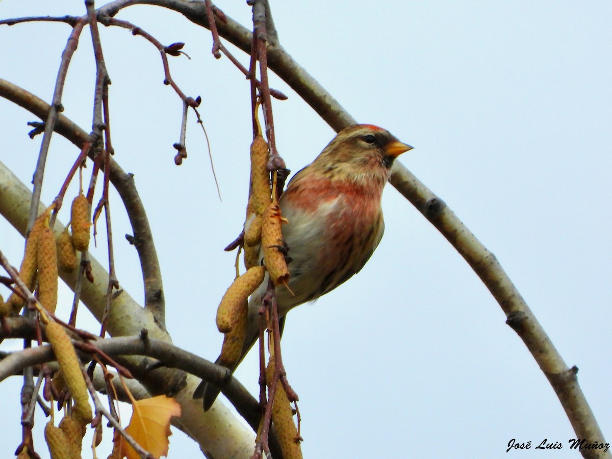 Pardillo Sizerín (alpino) - ML647620913