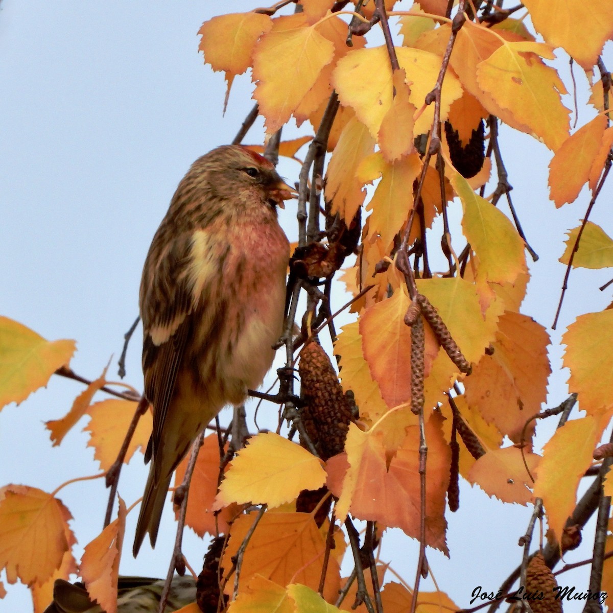 Pardillo Sizerín (alpino) - ML647620917