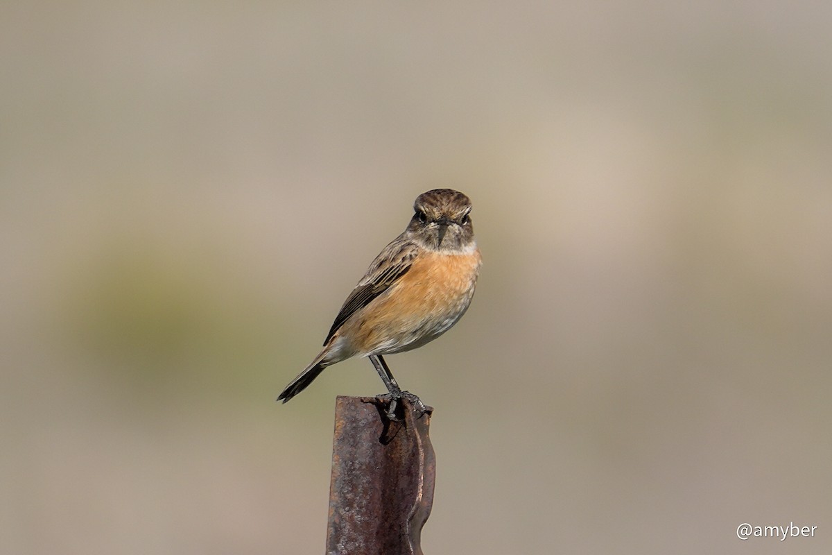 European Stonechat - ML647620944