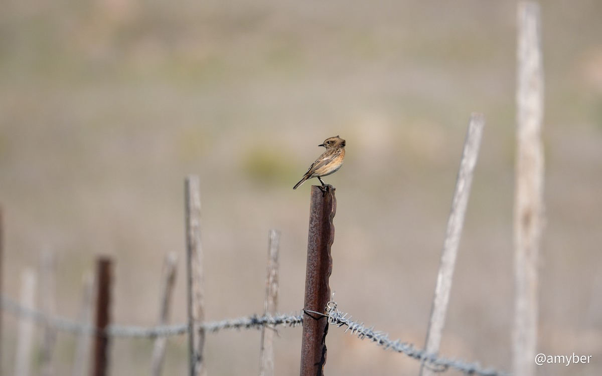 European Stonechat - ML647620947